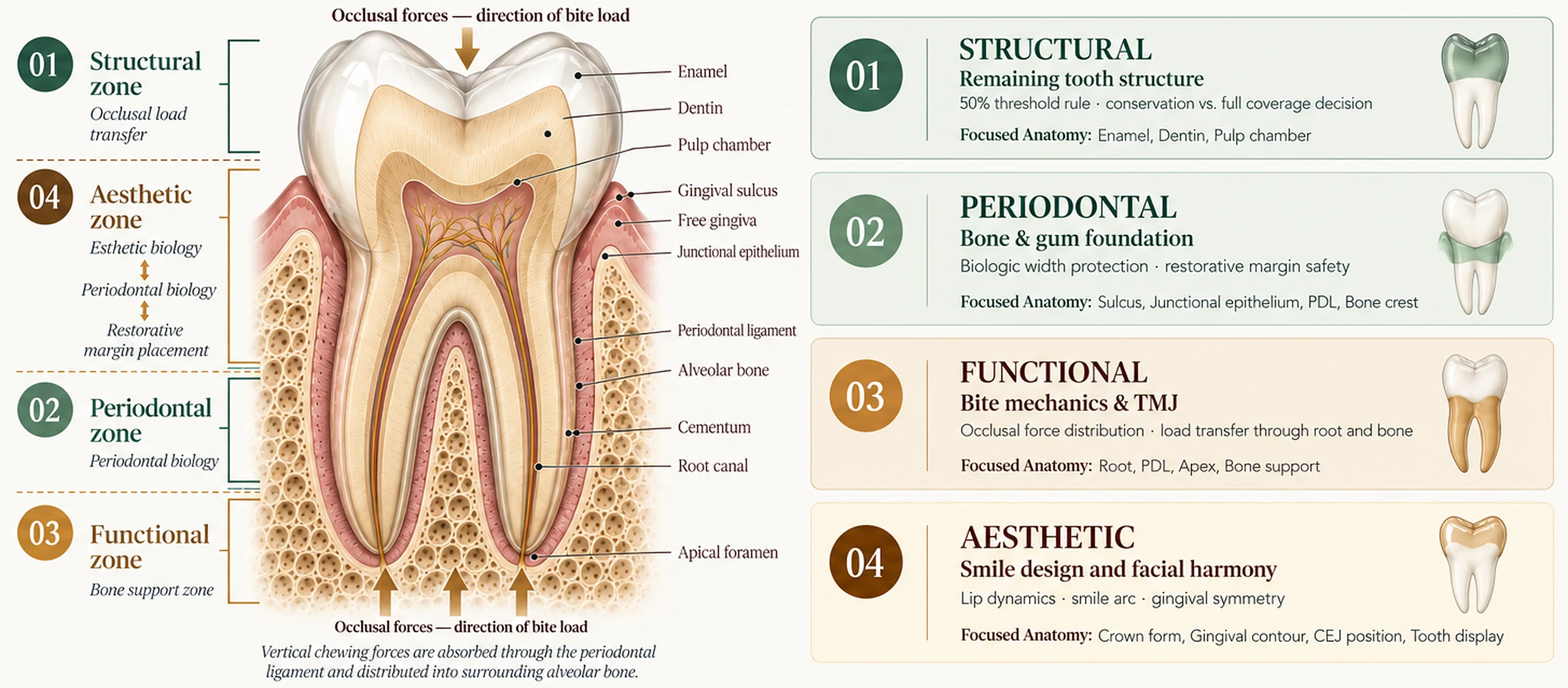 Kois four-category risk framework on a molar cross-section: 01 Structural — remaining tooth structure, enamel, dentin and pulp chamber; 02 Periodontal — bone and gum foundation, biologic width and restorative margin safety; 03 Functional — bite mechanics, TMJ, periodontal ligament and bone support; 04 Aesthetic — smile design and facial harmony, crown form and gingival contour. Smile Spot Dentistry, Venice FL